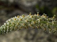 Reseda undata 1, Saxifraga-Willem van Kruijsbergen